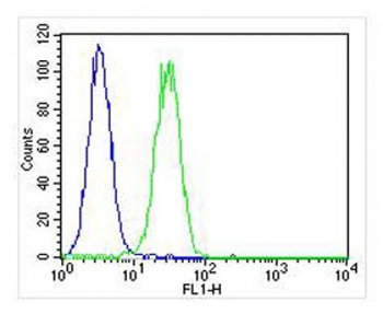 CF150 Antibody