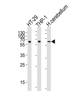CF150 Antibody