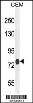 MCAF2 Antibody