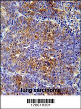 MCAF2 Antibody