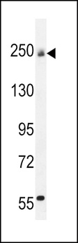 COL5A1 Antibody