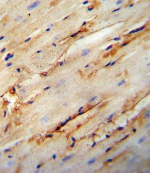 COL5A1 Antibody
