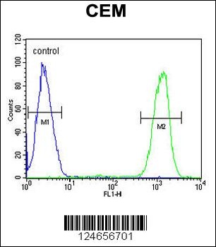 IKZF1 Antibody