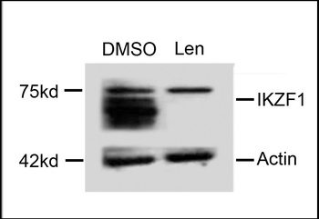 IKZF1 Antibody