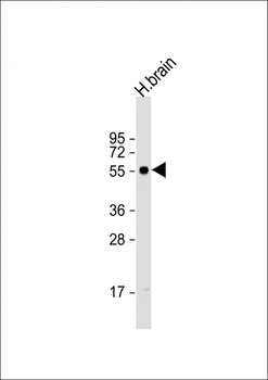 GABRG2 Antibody