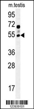 GABRG2 Antibody