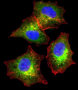 AHSG Antibody