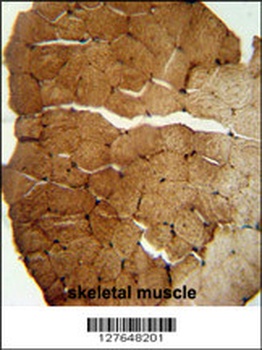 S35B2 Antibody