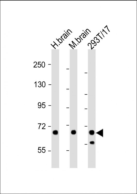 GLS Antibody