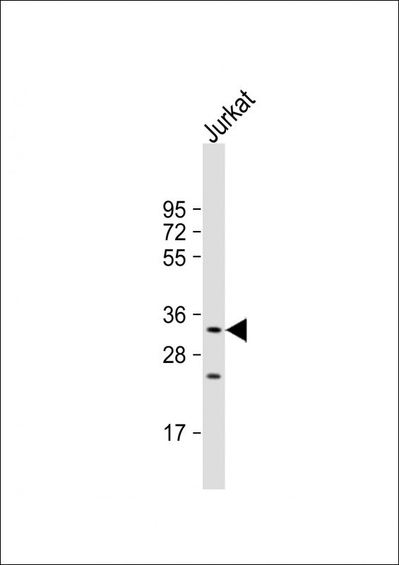 KLRC1 Antibody