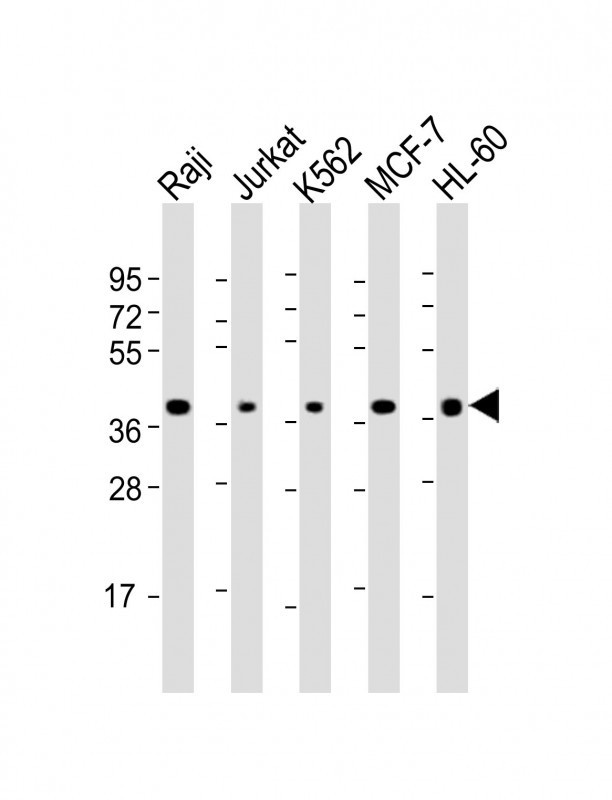 SELL Antibody