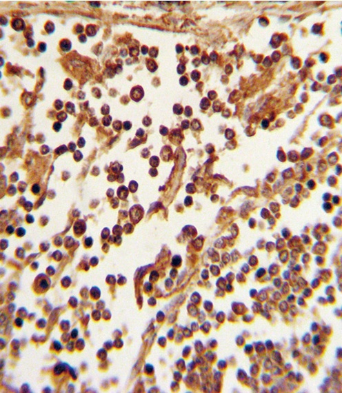 SELL Antibody