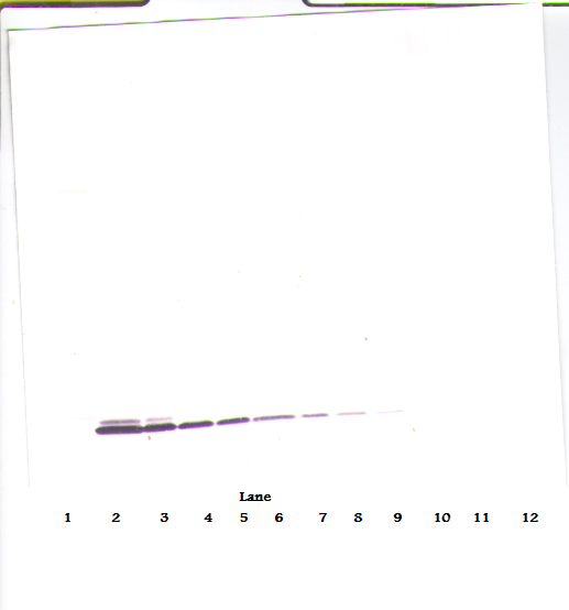 Eotaxin-2 Antibody [1.1_6C7-2C5]