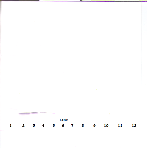 Eotaxin-2 Antibody [1.1_6C7-2C5]