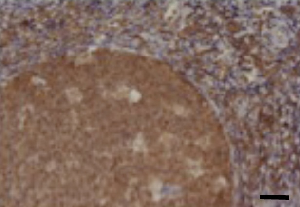 Eotaxin-2 Antibody [1.1_6C7-2C5]