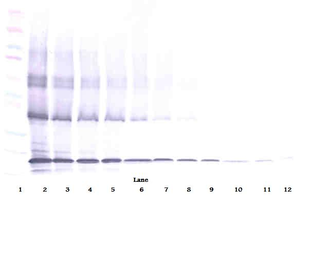 TRAIL Antibody (biotin)