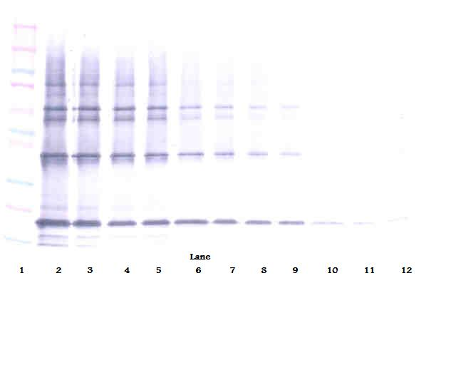 TRAIL Antibody