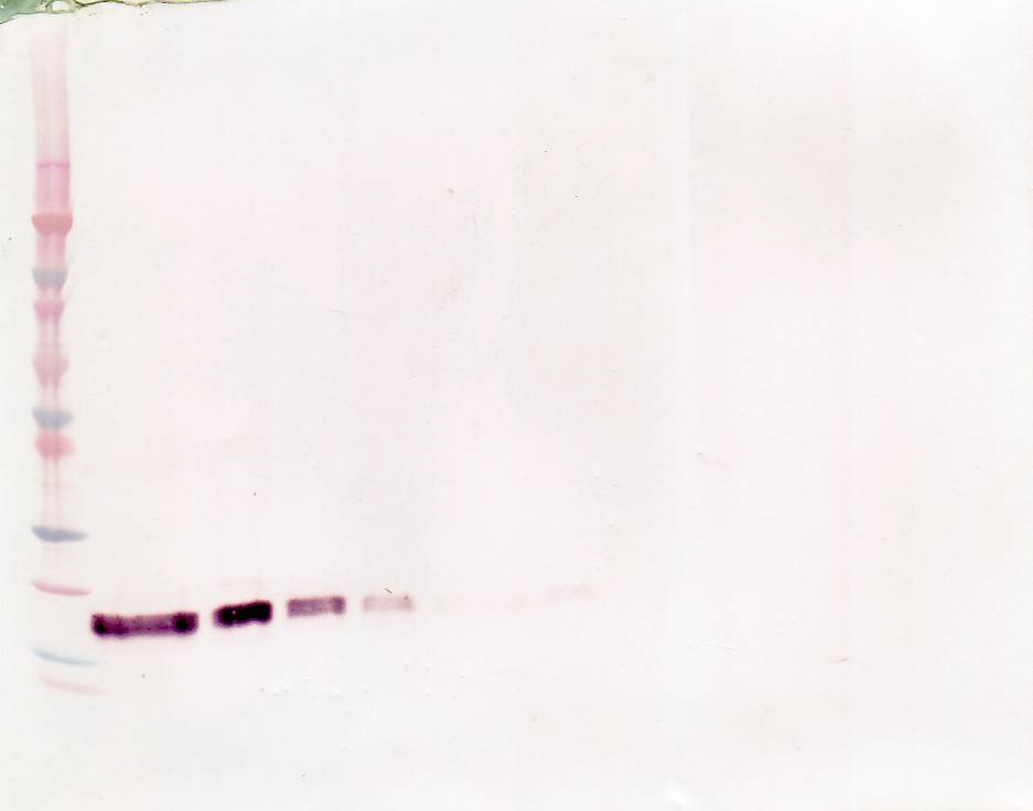 sTNF Receptor Type II Antibody (biotin)