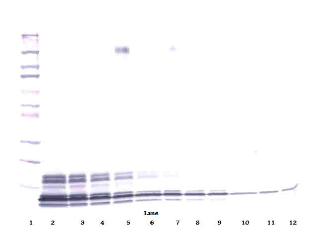 NAP-2 Antibody