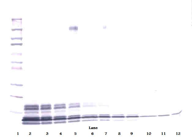 NAP-2 Antibody