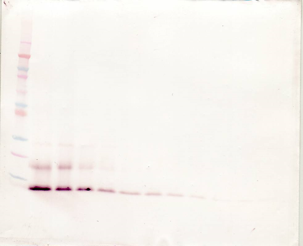 MCP-4 Antibody (biotin)