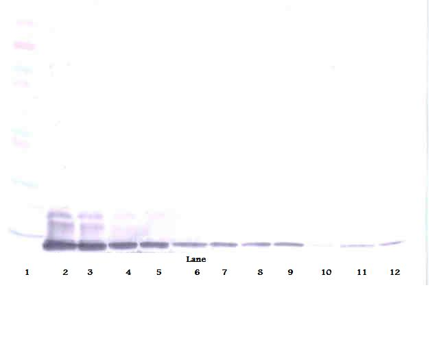 MCP-3 Antibody