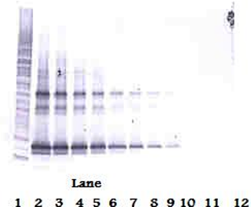 LIGHT Antibody (biotin)