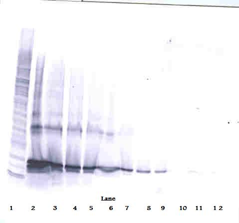 LIGHT Antibody (biotin)