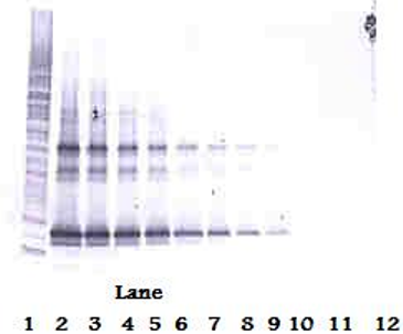 LIGHT Antibody