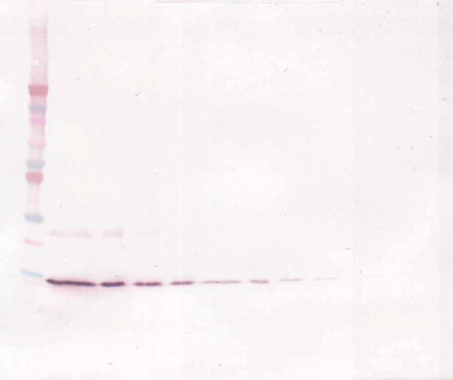IL-4 Antibody (biotin)
