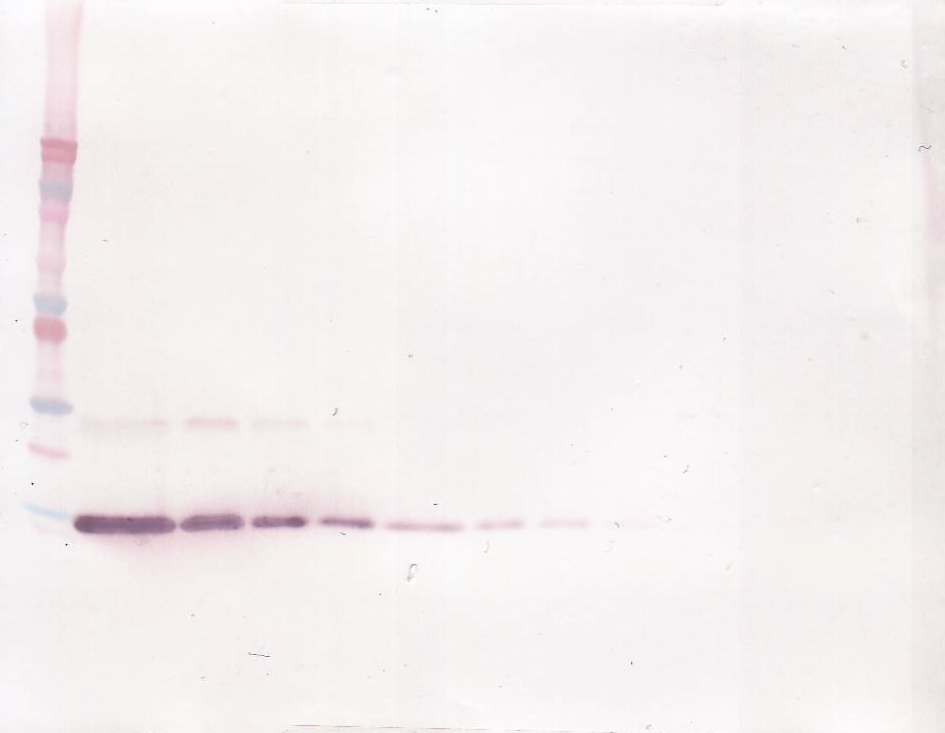 IL-4 Antibody (biotin)