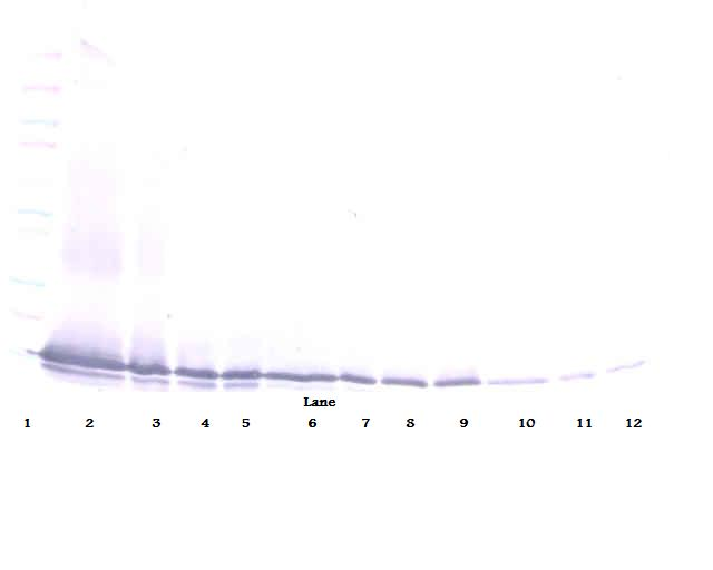 Exodus-2 Antibody (biotin)