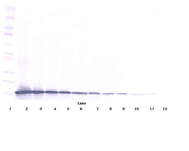 Exodus-2 Antibody