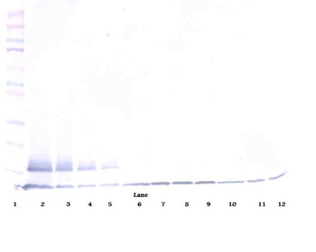 sTRAIL Rec-2 Antibody (biotin)