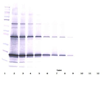 TRAIL Antibody (biotin)