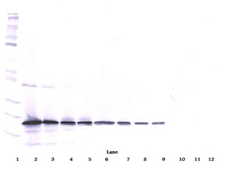 TRAIL Antibody (biotin)