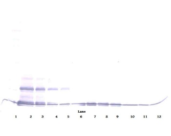hLEC Antibody (biotin)