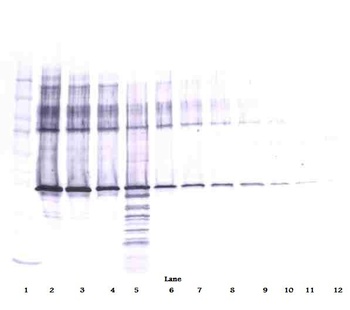 Maspin Antibody