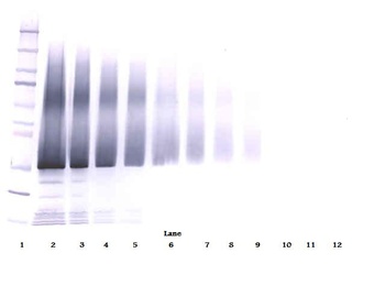 IGF-BP5 Antibody (biotin)