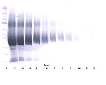 IGF-BP5 Antibody (biotin)