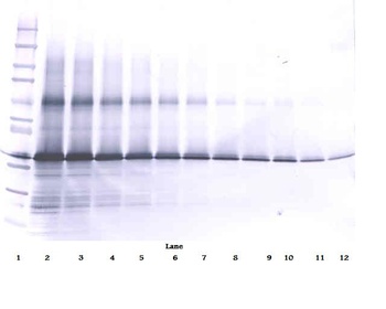 IGF-BP3 Antibody (biotin)