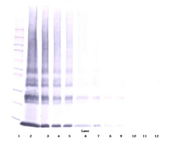 Galectin-1 Antibody (biotin)