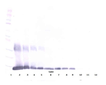 Galectin-1 Antibody (biotin)