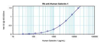 Galectin-1 Antibody