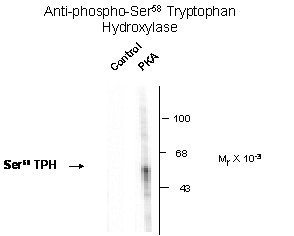 Tryptophan (phospho Ser58) Hydroxylase Antibody
