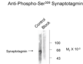 Synaptotagmin (phospho Ser309) Antibody