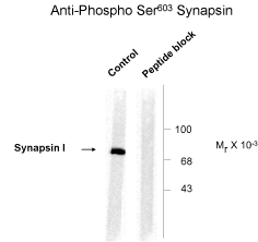 Synapsin (phospho Ser603) Antibody