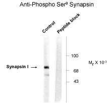 Synapsin (phospho Ser9) Antibody