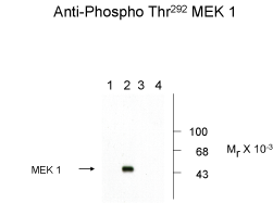 MEK1 (phospho Thr292) Antibody