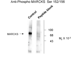 MARCKS (phospho Ser152 / 156) Antibody